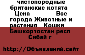 чистопородные британские котята › Цена ­ 10 000 - Все города Животные и растения » Кошки   . Башкортостан респ.,Сибай г.